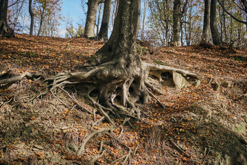 Beech roots in the forest with fallen leaves