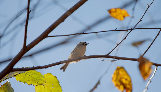 Golden Crowned Kinglet