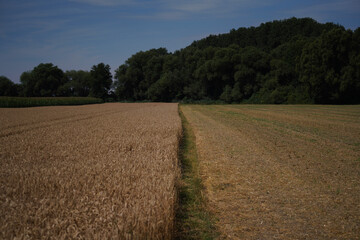 Fototapeta na wymiar Grains in the field before harvest