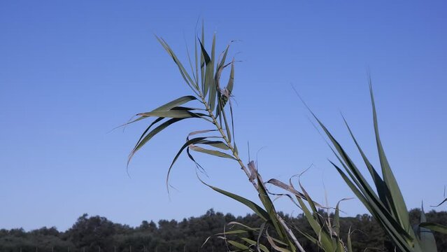 canneto