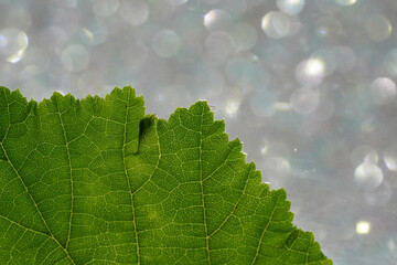 Leaf of a deciduous tree