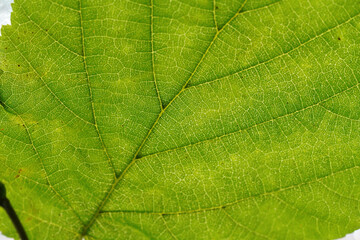 Fototapeta na wymiar Leaf of a deciduous tree
