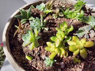 succulents in concrete pot
