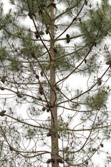 Detail of a frontal part of a pine tree.