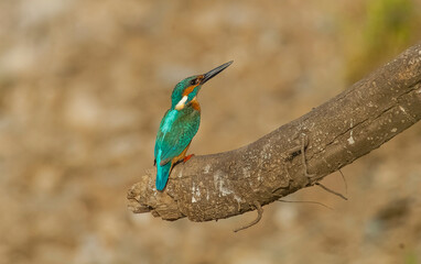 Common Kingfisher (Alcedo atthis) is a species commonly seen in wetlands in Europe, Africa and Asia