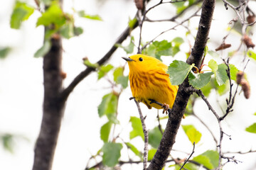 Yellow warbler perched in shrub tree