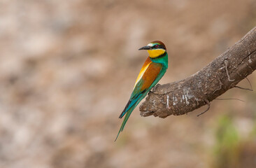 European Bee eater (Merops apiaster) is a species of bird that lives in Africa in winter and in Europe and Asia.
