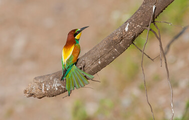 Fototapeta premium European Bee eater (Merops apiaster) is a species of bird that lives in Africa in winter and in Europe and Asia.