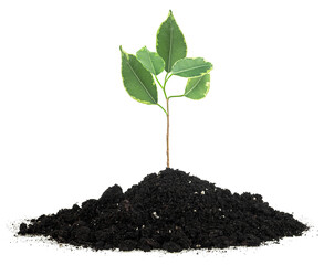 Spring season - small green sprout grows on the ground isolated on a white background.