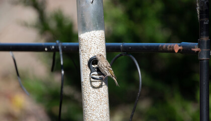 Pine Siskin