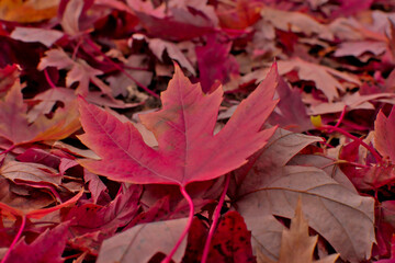 red maple leaves fall  - Powered by Adobe
