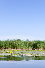 Seerosen. Gelbe Seerosen mit Schilfgras im Hintergrund.
Water lilies. Yellow water lilies with reed grass in the background.