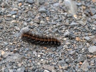 centipode on a gravel road