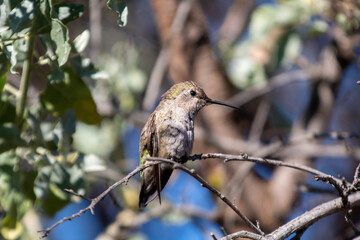An Anna's Humming bird resting in a tree