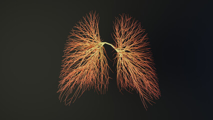 Human lungs made out of lines. Medical Concept. 3D Rendering.