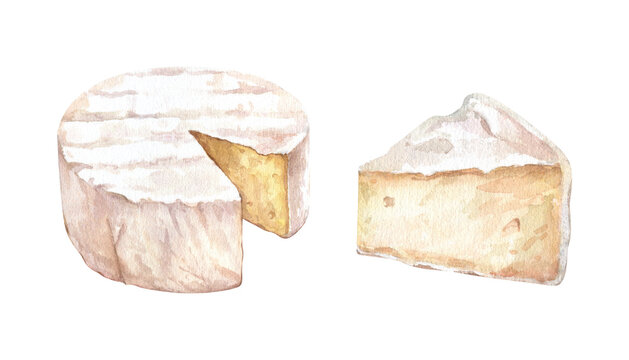 Cheese with cutted piece watercolor eimage. Creamy cutted brie or camembert cheese illustration. Delicious food image. French cuisine milk product. Tasty healthy cream organic snack