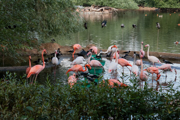 lots of colorful flamingos in the zoo