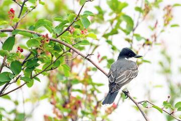 Obraz premium Eastern kingbird bird perched in tree