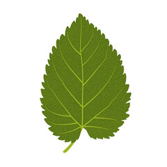 Green leaf vector