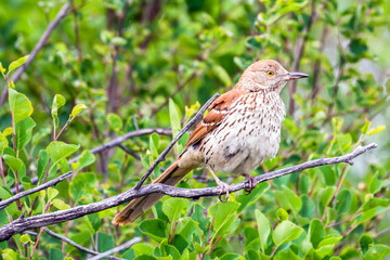 Fototapeta premium Brown thrasher bird perched on shrub