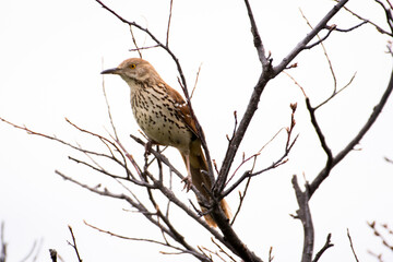 Brown thrasher bird perched on branch