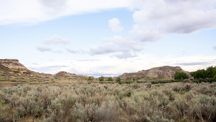 Shrubby badlands landscape, Dinosaur Provincial Park, Alberta