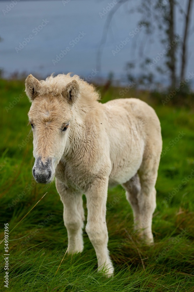 Sticker vertical shot of a white newborn horse