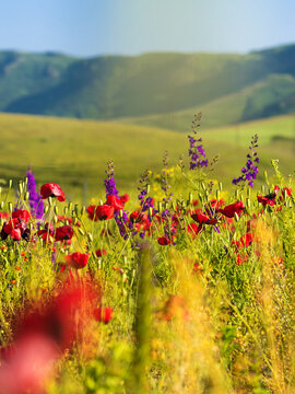 A beautiful field with poppies, a landscape in nature. meadows and mountains. Red poppies bloom in the field