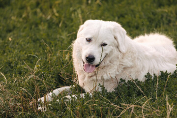 golden retriever dog