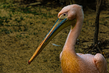 portrait of a pink pelican