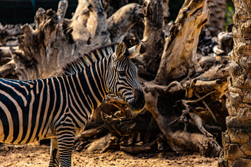 Fototapeta na wymiar portrait of a zebra close up 