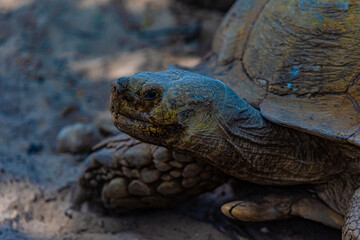 giant tortoise head close up	
