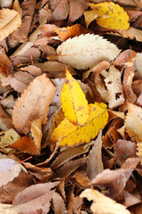公園の落ち葉　紅葉　秋イメージ