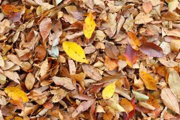 公園の落ち葉　紅葉　秋イメージ