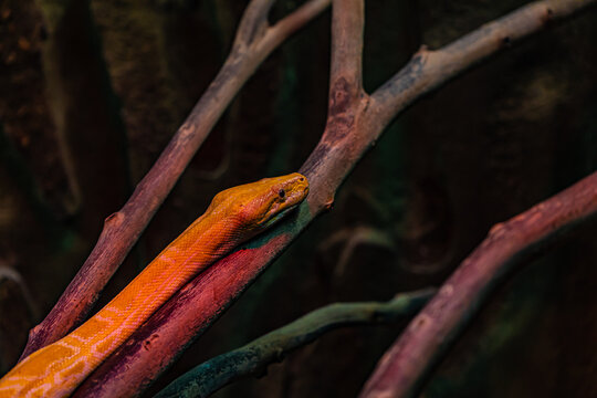 yellow python portrait close up