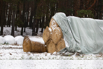 Winter snowy landscape with hay bales covered with waterproof sheet on farmland with forest...