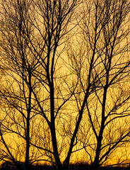 The silhouettes of the trees in the sunlight at sunset. Background with trees without leaves in the sunset light. 