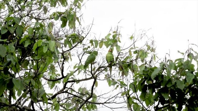 Rare couple of Maracana parakeet (Psittacara leucophthalmus) known as parakeet, aragua&iacute;, araguari, aracatinga.. 4k video