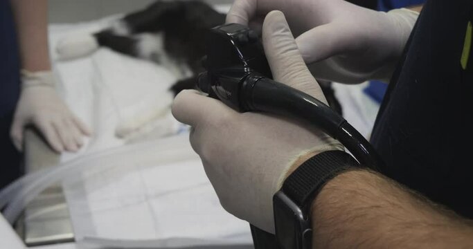 A veterinarian performs a gastroscopic examination of a cat. The doctor holds the manipulator of the gastroscope in his hand and rotates the screws with his fingers while controlling the camera.