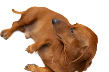 The dachshund dog with funny snout on the bed in the room