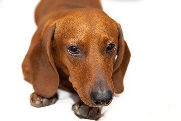 The dachshund dog with funny snout on the bed in the room