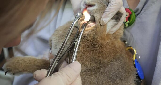 The veterinarian examines the teeth in the rabbit's mouth with a special tool. Checking the condition of the teeth in the mouth of a domestic rodent.