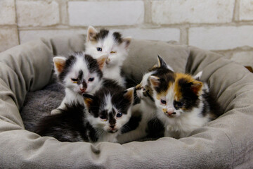 Little kittens sitting in a cat bed