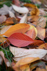 feuilles mortes de cerisier du japon tombées au sol