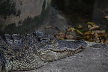 COCODRILE CLOSE UP BACKGROUND, BANGKOK, THAILAND 2018
