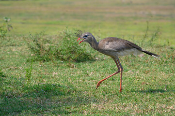 Red-legged seriema walking in the field
