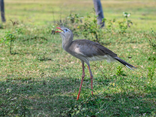Red-legged seriema standing in the field