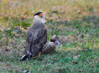 Crested Caracara with juvenile resting on the field