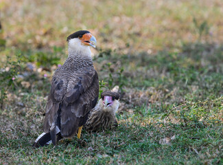 Crested Caracara with juvenile resting on the field