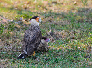 Crested Caracara with juvenile resting on the field
